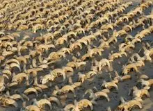 کشف ۲ هزار کله مومیایی شده در معبد فرعون بزرگ! / عکس