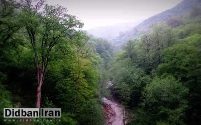 تاراج خاک‌ جنگل‌های شمال/ هر ۱۰ کیلوگرم ۲۰ هزار تومان!