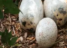 تخم‌های ۸۵ میلیون ساله دایناسور؛ برای نخستین‌بار سن دقیق با «ساعت اتمی فسیل‌ها» تعیین شد