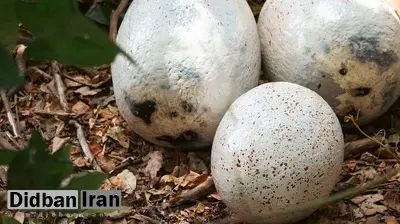تخم‌های ۸۵ میلیون ساله دایناسور؛ برای نخستین‌بار سن دقیق با «ساعت اتمی فسیل‌ها» تعیین شد