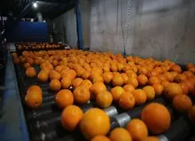 رئیس اتحادیه باغداران:پرتقالی که بازار عرضه شده "نارس" و "رنگ آوری" شده است؛ نخرید!