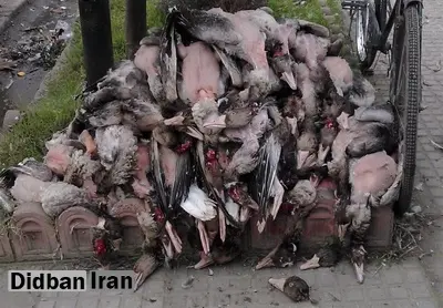 کشتار وسیع پرندگان وحشی در ساوه+عکس