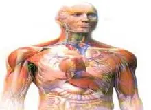 بخش های از بدن که می توان بدون آنها زنده ماند