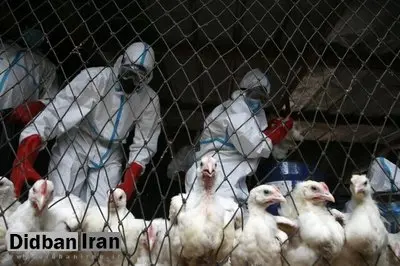 هشدار دانشمندان درباره ظهور یک بیماری ویروسی جدید