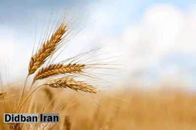۴.۵ میلیون تن گندم تحویل دولت شد