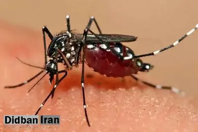 شمار مبتلایان به تب دنگی در هرمزگان، به ۲۲۵ نفر رسید