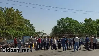 شهرداری مشهد ۱۰۰۰ درخت را قتل عام کرد
