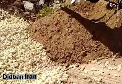 پلیس فتا: تهیه کنندگان کلیپ‌های امحای جوجه‌ها را در استان‌های اردبیل، قزوین و خراسان شناسایی کردیم / با هدف جریحه دار کردن احساسات عمومی، این کلیپ‌ها را منتشر کرده اند / این تصاویر در بین ۷۰ تا ۸۰ میلیون کاربر فضای مجازی منتشر شده 