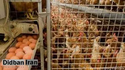 شناسایی نخستین مورد انتقال ویروس آنفولانزای مرغی به انسان در روسیه