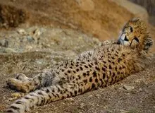 انتقاد یک کارشناس محیط زیست به تلف شدن پیروز: سازمان محیط زیست روش حفاظت از یوزها را بلد نیست/ یوز در حال انقراض ارزش هزینه کردن نداشت؟/ مادر پیروز باردار است