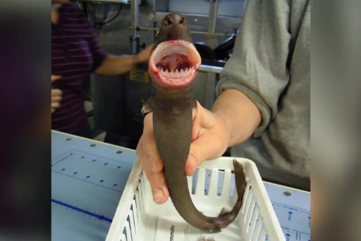 «کوسه کلوچه‌بر» پرگاری بی‌رحم، در اعماق دریا!/ راز سوراخ‌های دایره‌ای روی بدن نهنگ‌ها فاش شد