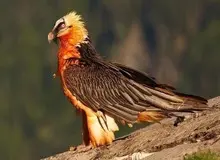 فیلمی جالب از جوجه‌های پرنده همای سعادت در ایران