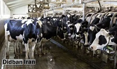 بزودی با بحران کمبود شیر روبرو میشویم/ 30 تا 40 درصد دام های مولد خراسان رضوی کشتار شده اند