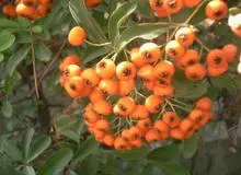 فواید زالزالک برای درمان بیماری ها و تناسب اندام