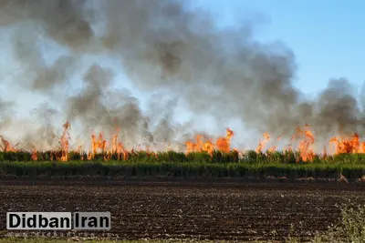 سوزاندن بقایای گیاهی اراضی زراعی ممنوع شد/ متخلف به پرداخت جزای نقدی محکوم می شود