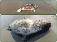 افزایش تلفات فوک خزری در سواحل جنوبی دریای خزر