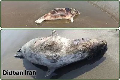 افزایش تلفات فوک خزری در سواحل جنوبی دریای خزر
