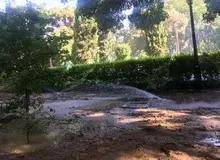 عضو شورای شهر تهران: کاشت چمن در تهران ممنوع شد