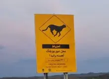 محیط‌زیست: جادهٔ میامی-سبزوار برای حفاظت از یوزپلنگ‌ها فنس‌کشی می‌شود