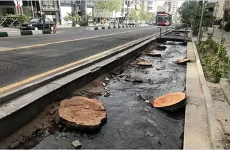 قطع درخت در منطقه ۱۴ تهران