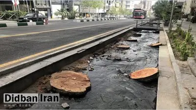 قطع درخت در منطقه ۱۴ تهران