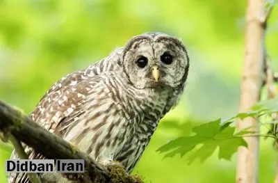 آمریکا می‌خواهد حدود نیم میلیون جغد مهاجم را برای نجات گونه‌های بومی بکشد