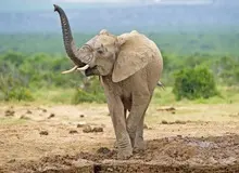 فیل‌ها مثل انسان‌ها برای رساندن منظورشان از زبان بدن کمک می‌گیرند