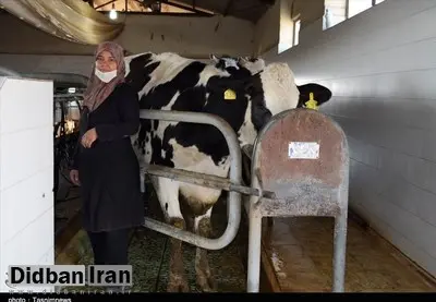 گاوها هم رفیق می‌خواهند!