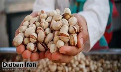 ممنوعیت صادرات پسته ایران به اتحادیه اروپا به دلیل آلودگی به افلاتوکسین