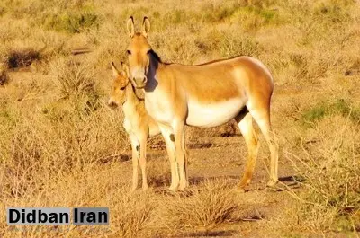 تولد ۴ گور ایرانی در پارک ملی کویر در سال ۱۴۰۴