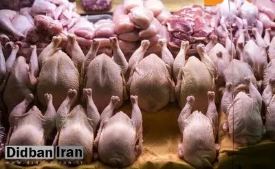 قیمت مرغ تا این تاریخ ۱۵ درصد افزایش می‌یابد/جزییات