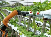 ۵۰ درصد باغات کشور درجه ۲ و ۳ هستند 