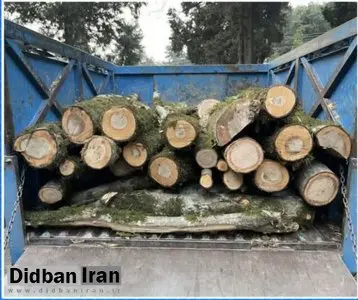 عامل قطع درختان جنگلی در آمل با بار قاچاق بازداشت شد