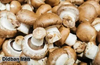 قارچی که می‌تواند یک عامل قویِ ضدپیری باشد