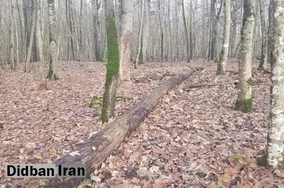 پاسخ به استدلال‌های عجیب درباره منشأ آتش‌سوزی الیت/ چه کسی گفته جنگل را باید پاکسازی کرد؟