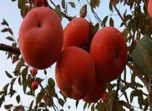 اگر کم خون هستید تا فصل این میوه تمام نشده بخورید
