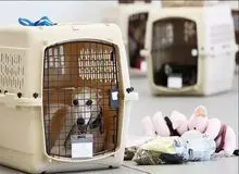 ورود حیوانات زنده به محوطه ترمینال‌های مسافری ممنوع شد