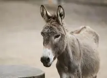 نیم تن گوشت اسب و الاغ غیرمجاز در تهران معدوم‌ شد