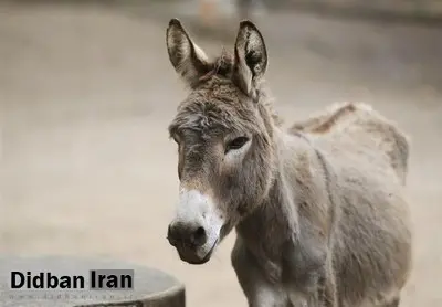 نیم تن گوشت اسب و الاغ غیرمجاز در تهران معدوم‌ شد