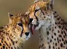 تعداد یوزپلنگ های ماده و توله ها در ایران افزایش پیدا کرد