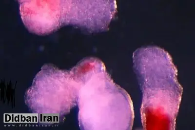 دانشمندان خون انسان را در آزمایشگاه ساختند