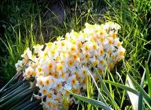 برای روز مادر "قیمت گل" افزایش نمی‌یابد
