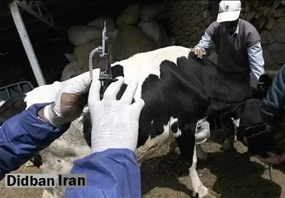 رئیس سازمان دامپزشکی: تب‌ برفکی در ایران کنترل شد/ پاندمی‌های جدید محتمل ا‌ست
