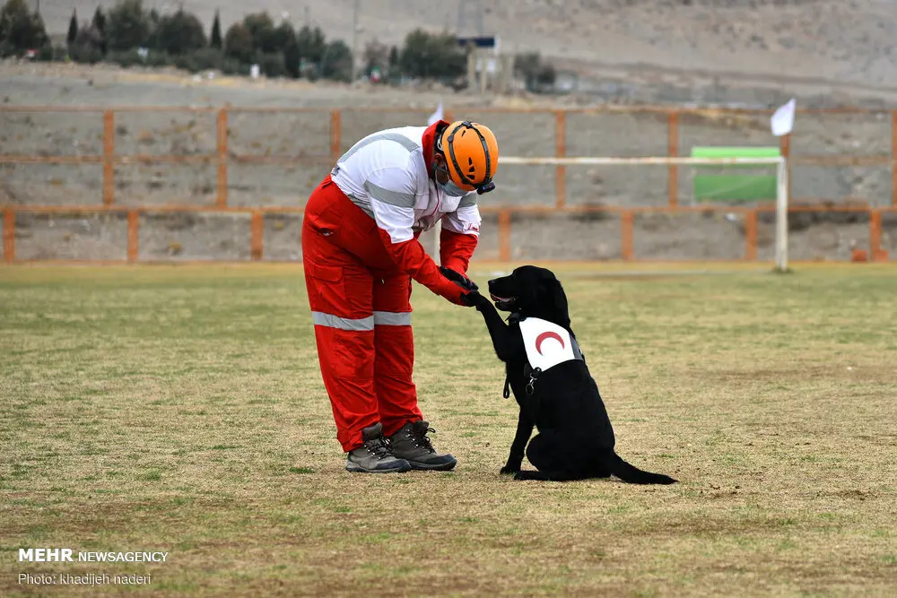 تجهیز سگ‌های زنده‌یاب هلال‌احمر به سامانه‌های هوشمند موقعیت یاب