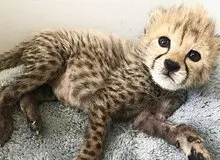 ادعای دزدیده شدن پیروز تکذیب شد/ رژیم غذایی پیروز چیست؟