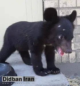 تعداد خرسهای گم شده افزایش یافت