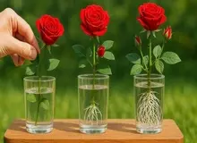 روش پرورش گل رز از یک شاخه با یک لیوان