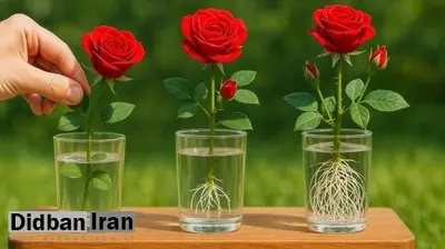روش پرورش گل رز از یک شاخه با یک لیوان
