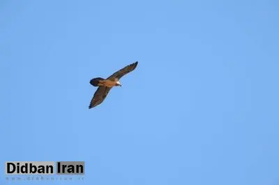 پرواز ۲ همای سعادت در پارک ملی صیدوا + فیلم