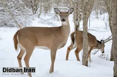 تست کرونای ۸۰ درصد گوزن‌های دم سفید مثبت شد/ گوزن‌ها کاندیدای بعدی گردش ویروس کرونا